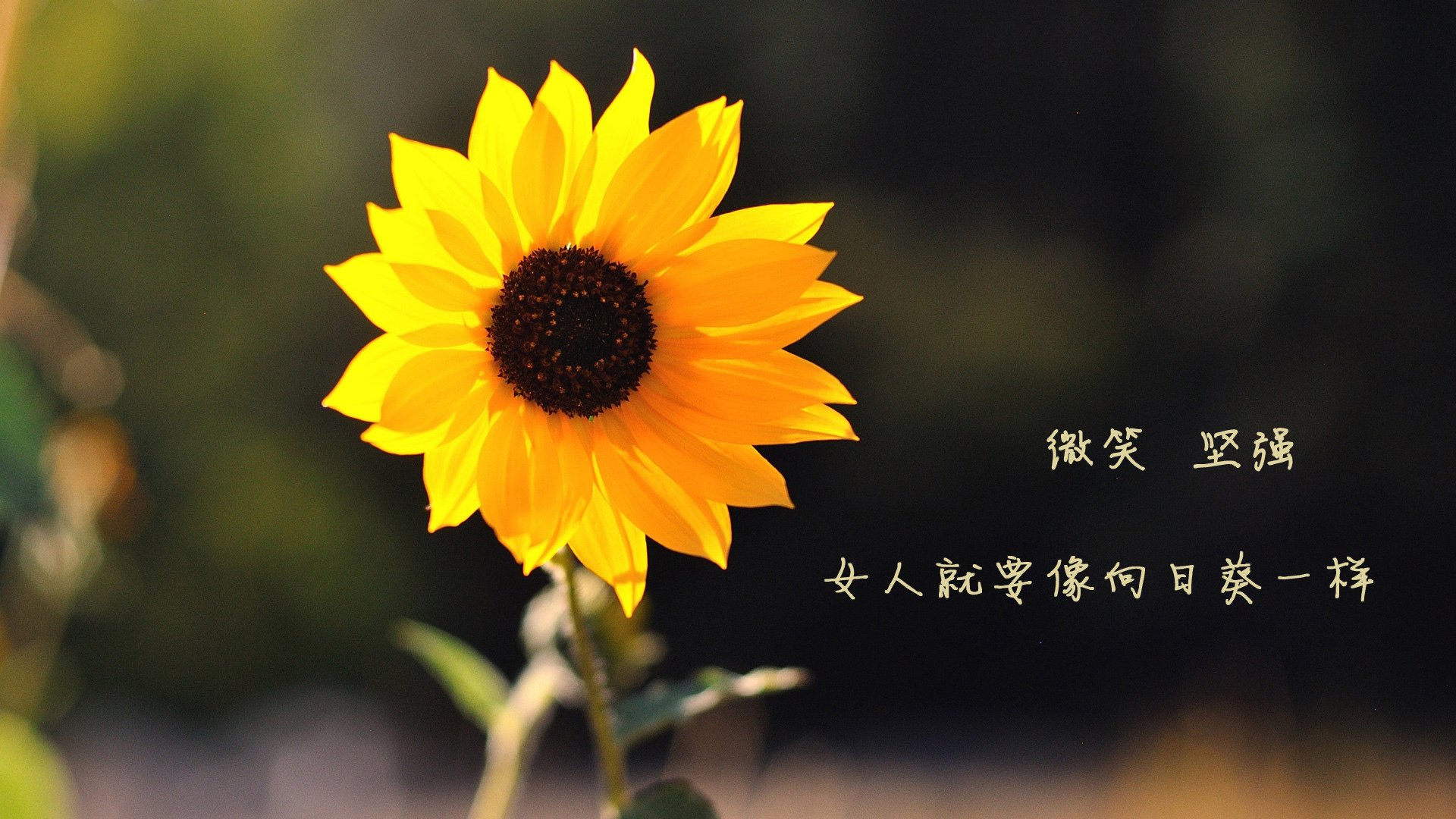 “百年赛道”——沃土之中的百年传承，百年赛道城观后感