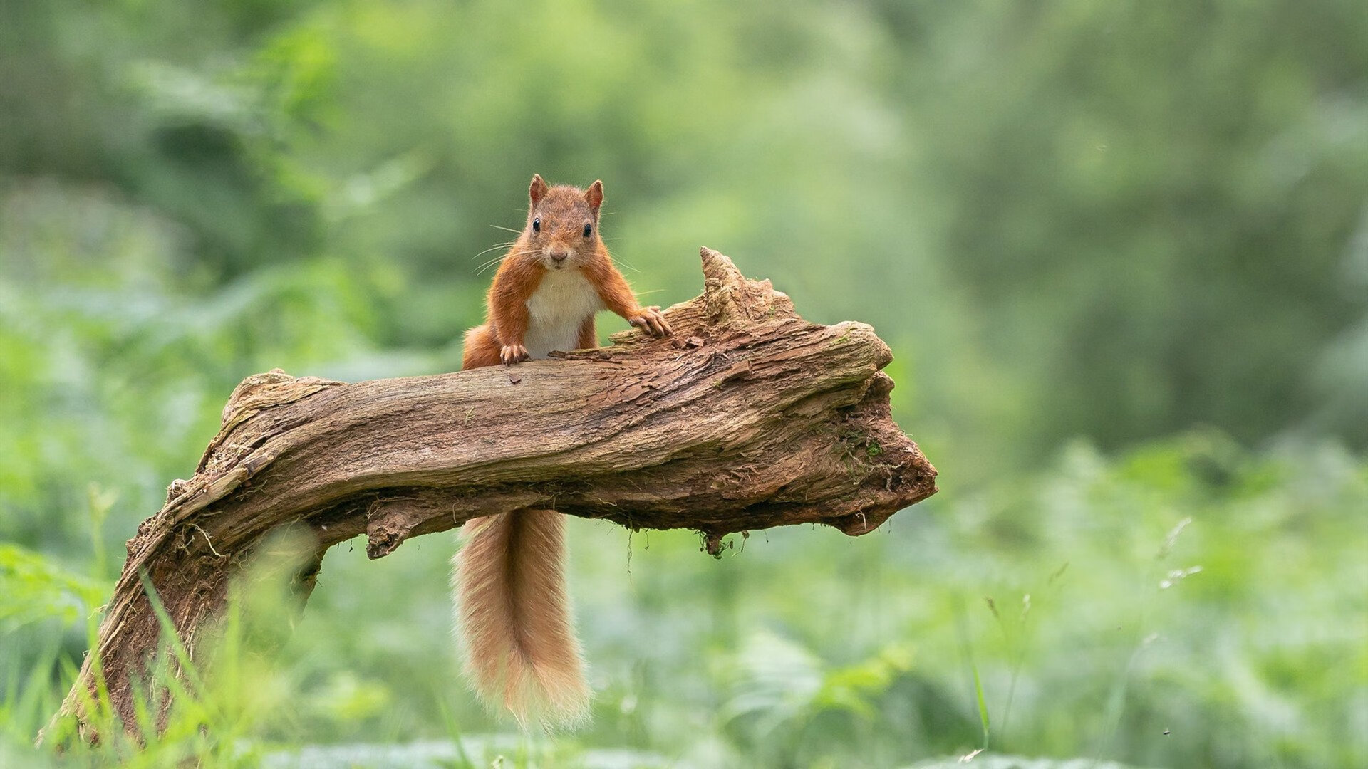 kaiyun官方入口登录-莱德基再夺400自金牌，莱德基成绩