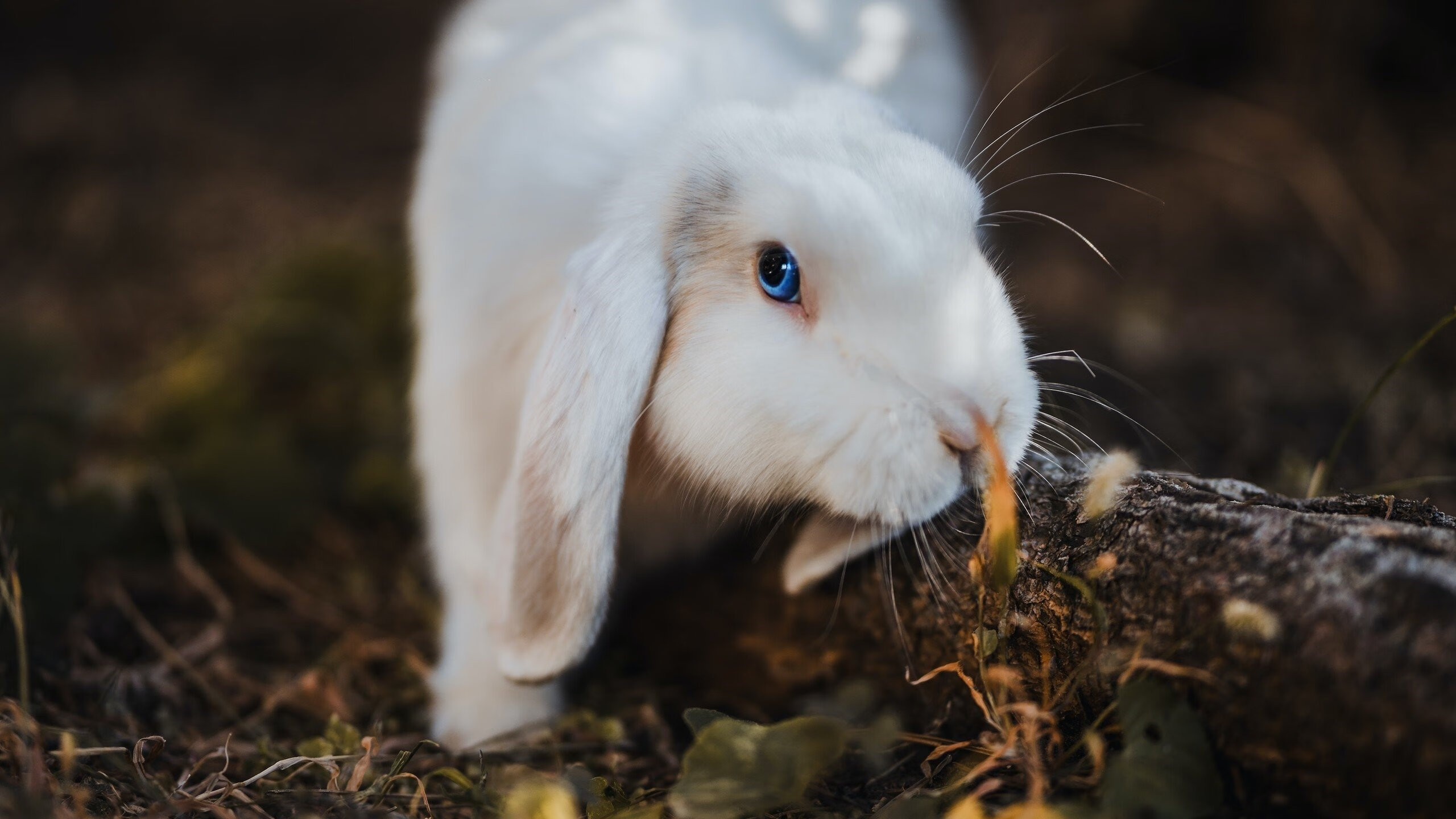 极限运动纪录片荣获国际奖项，极限运动冠军