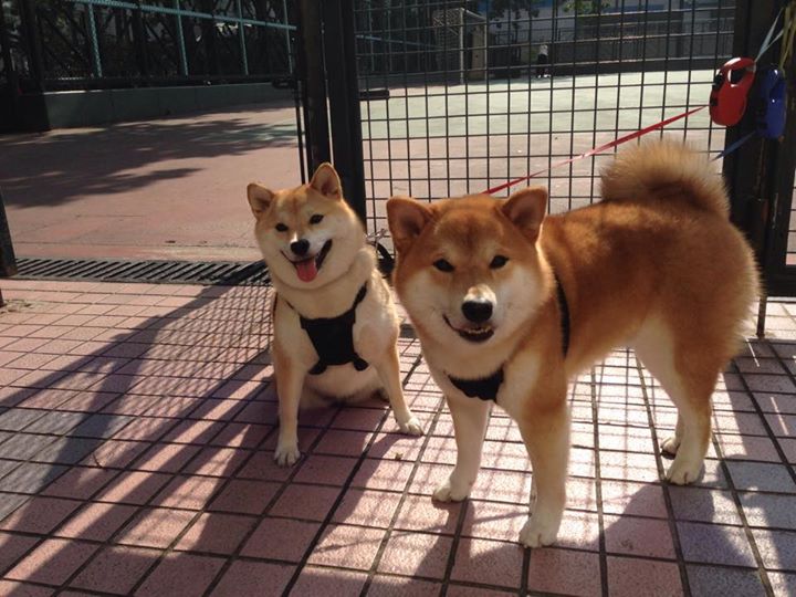 开云官方-沃尔纳多巴哥女篮在中美洲锦标赛中表现优异