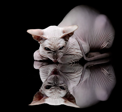 kaiyun体育综合-沃尔什50米蝶泳全程技术无瑕，沃尔最新训练