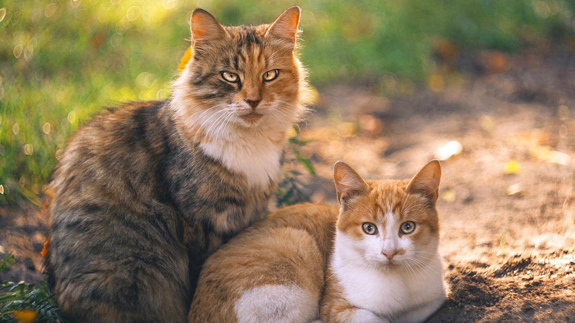 混合接力赛道上 美国队实力碾压对手，混合接力比赛