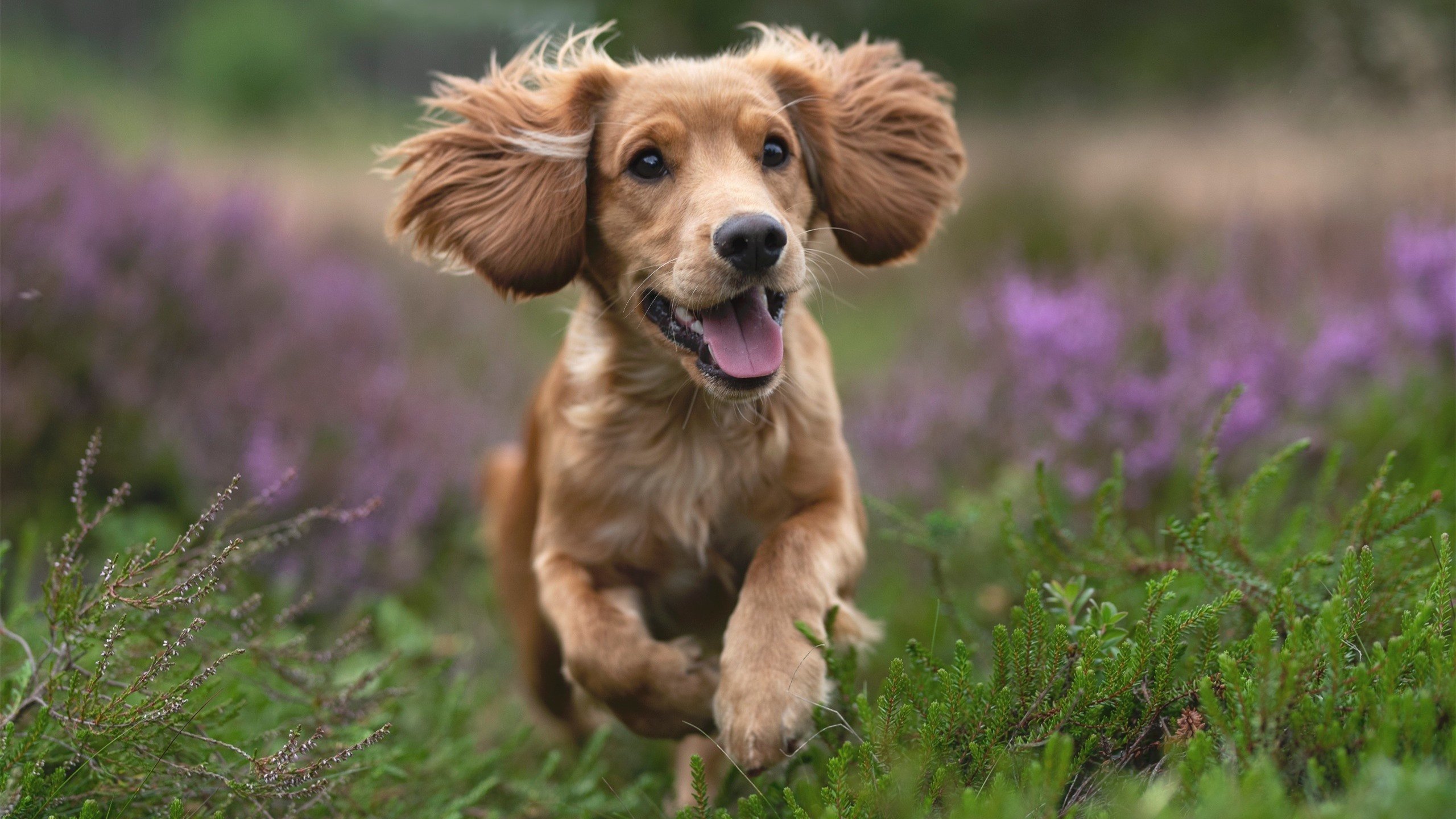 高尔作为袋鼠队关键球员，展现出极强的比赛适应能力，高尔夫袋鼠男装简介